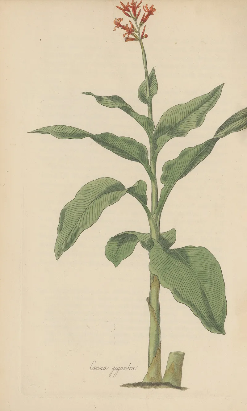 Canna Gigantea 2 Wall Art by William Jackson Hooker - High-Resolution Digital Print