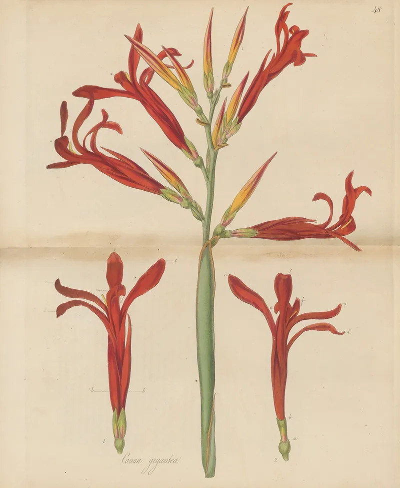 Canna Gigantea Wall Art by William Jackson Hooker - High-Resolution Digital Print