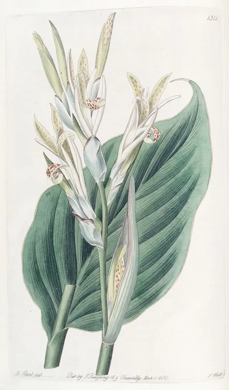 Canna Of Laguna Wall Art by Sydenham Edwards - High-Resolution Digital Print