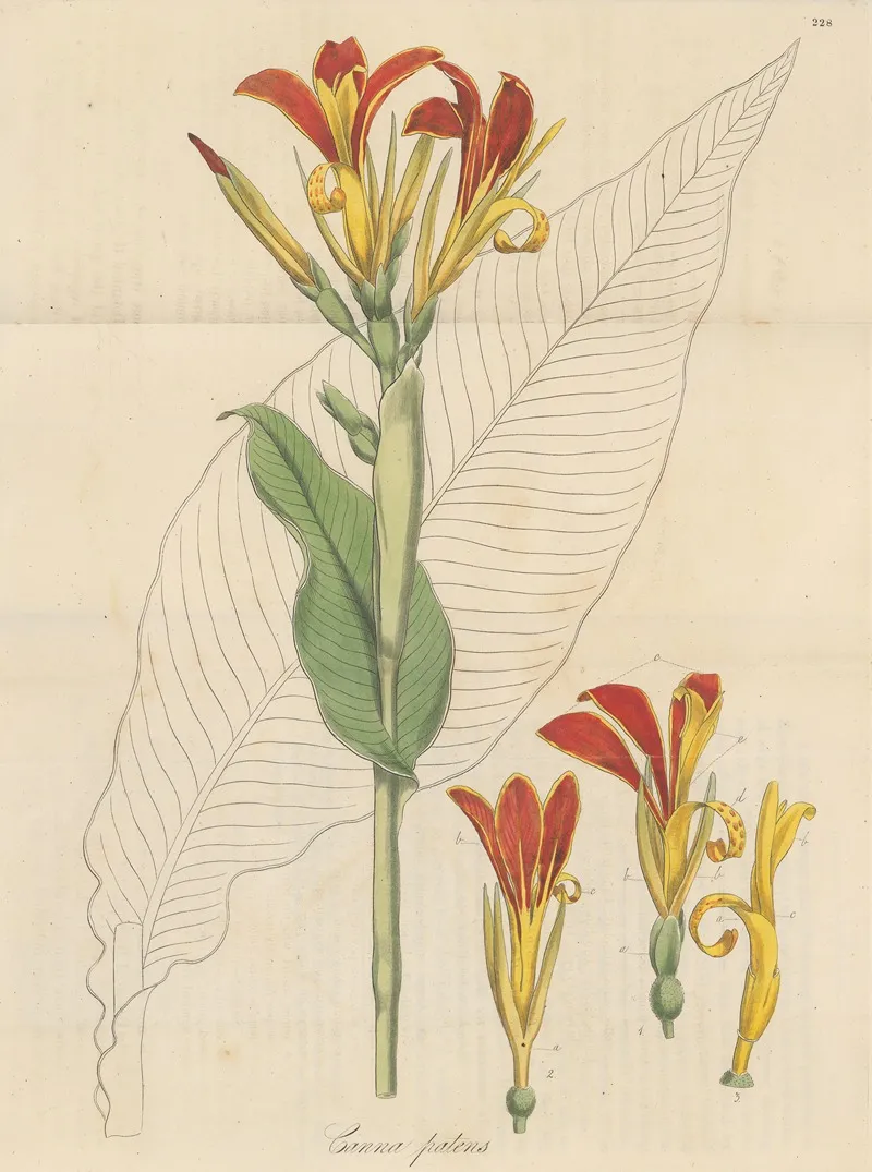 Canna Patens Wall Art by William Jackson Hooker - High-Resolution Digital Print