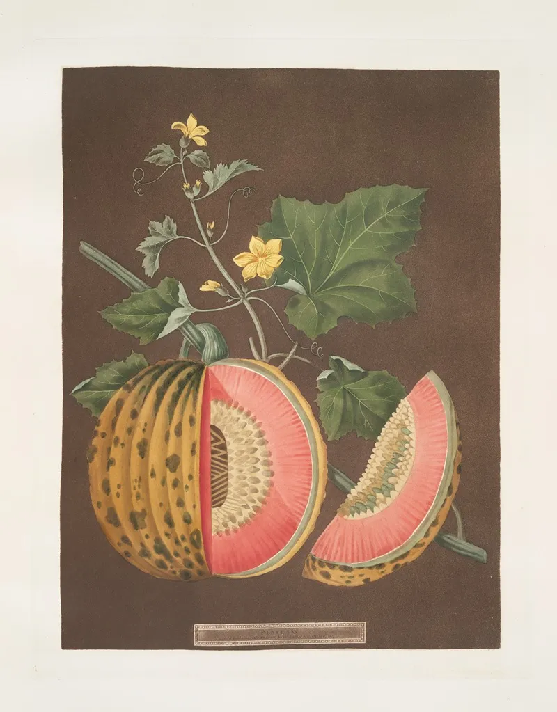 Cantaloupes Wall Art by George Brookshaw - High-Resolution Digital Print