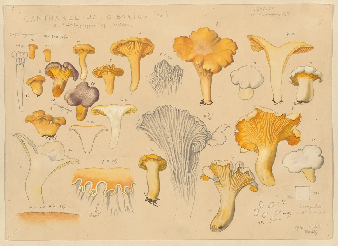 Cantharellus Cibarius Fries Wall Art by Hans Walty - High-Resolution Digital Print