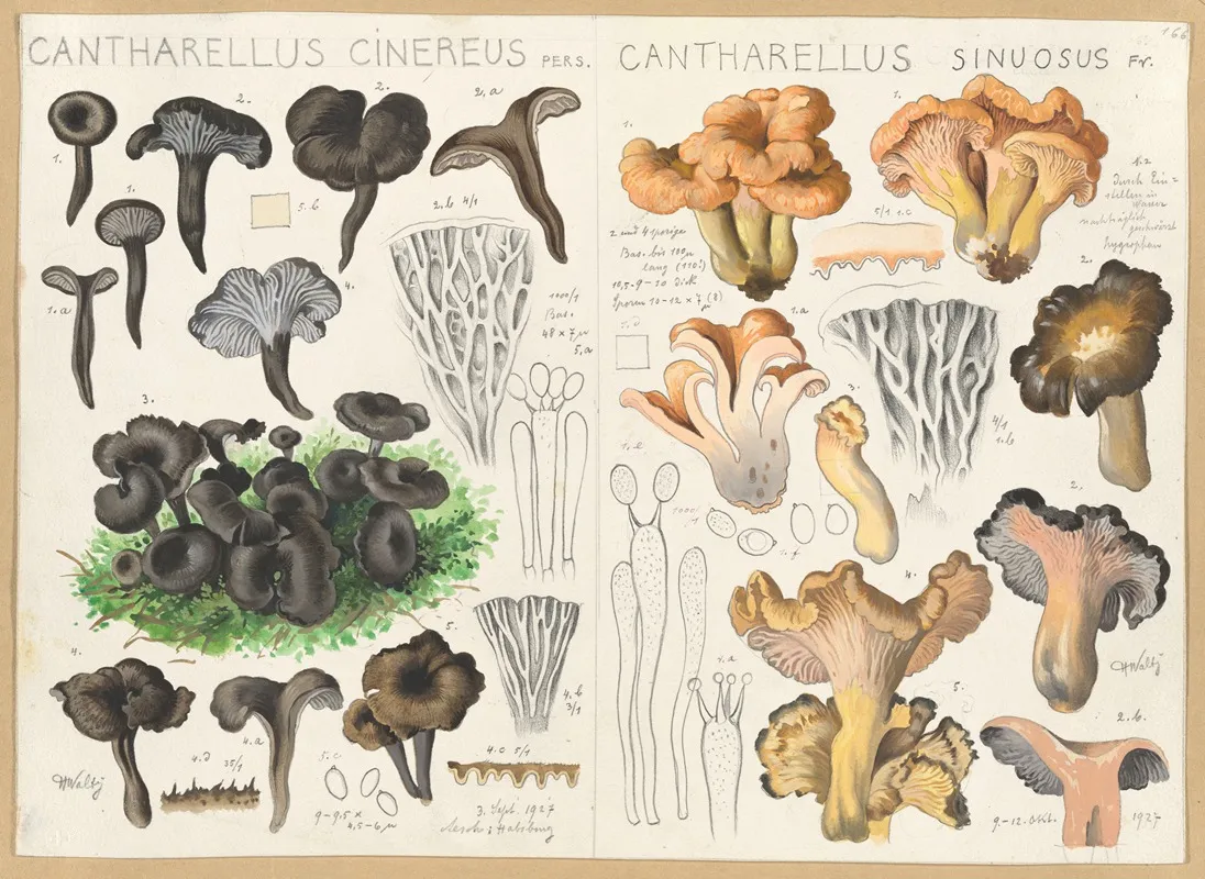 Cantharellus Cinereus Cantharellus Sinuosus Wall Art by Hans Walty - High-Resolution Digital Print