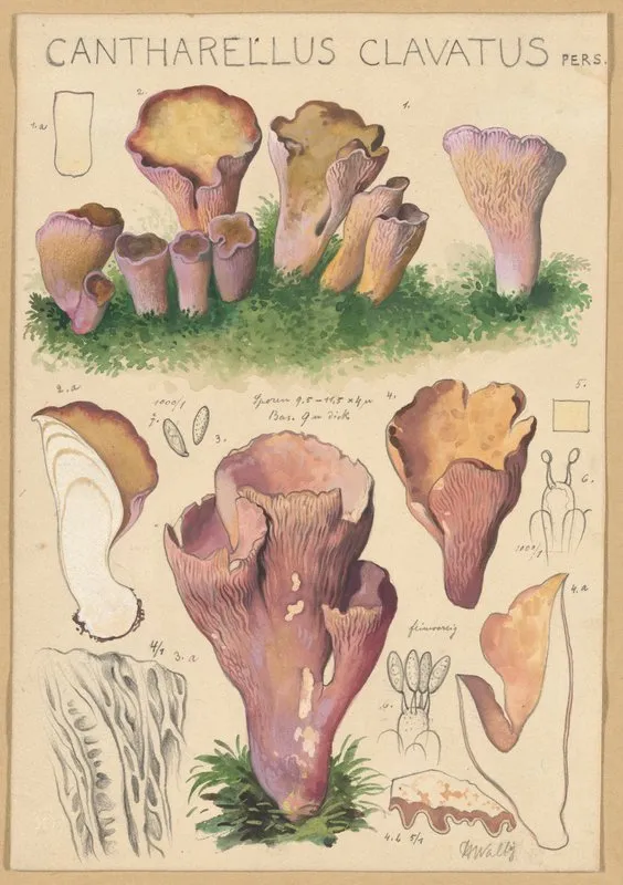 Cantharellus Clavatus Pers Wall Art by Hans Walty - High-Resolution Digital Print