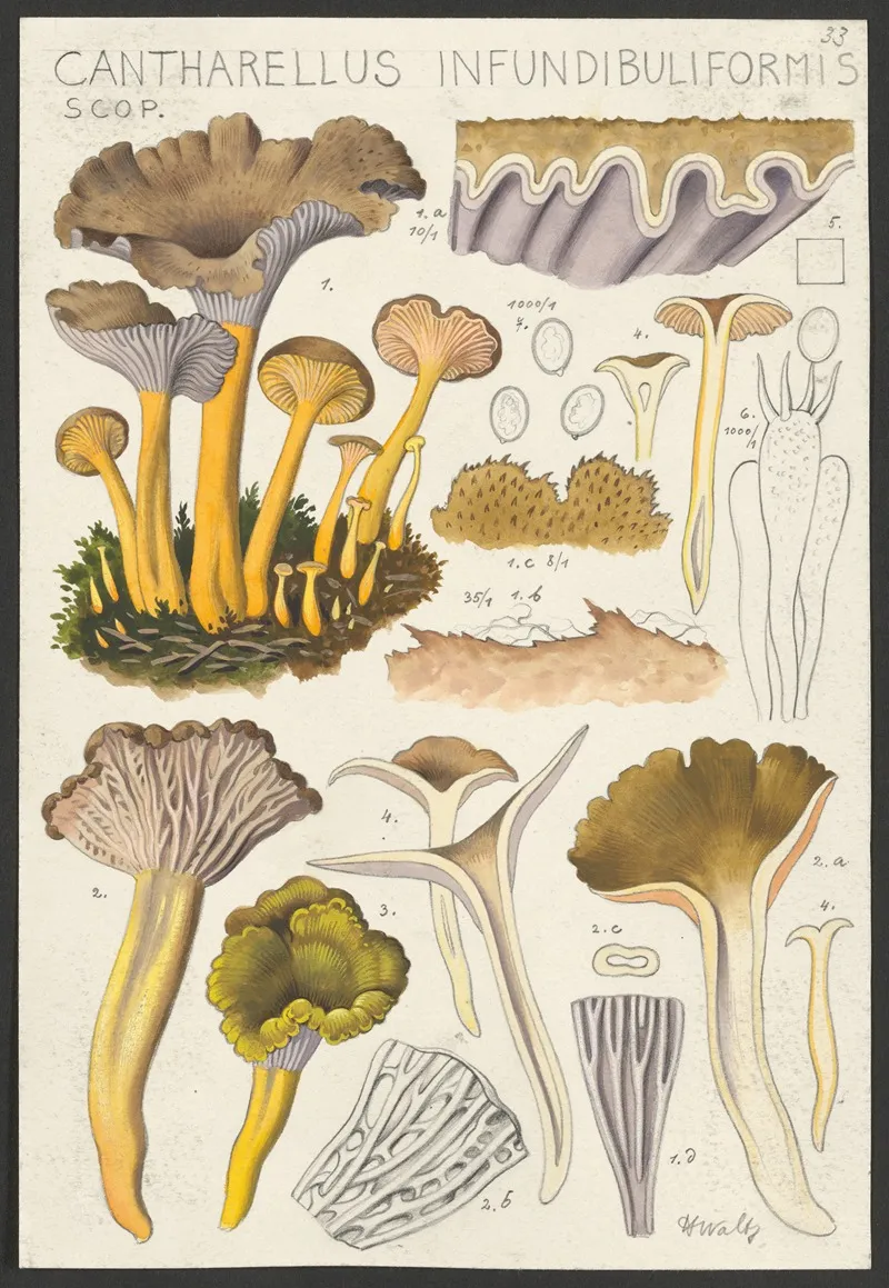 Cantharellus Infundibuliformis Scop 2 Wall Art by Hans Walty - High-Resolution Digital Print