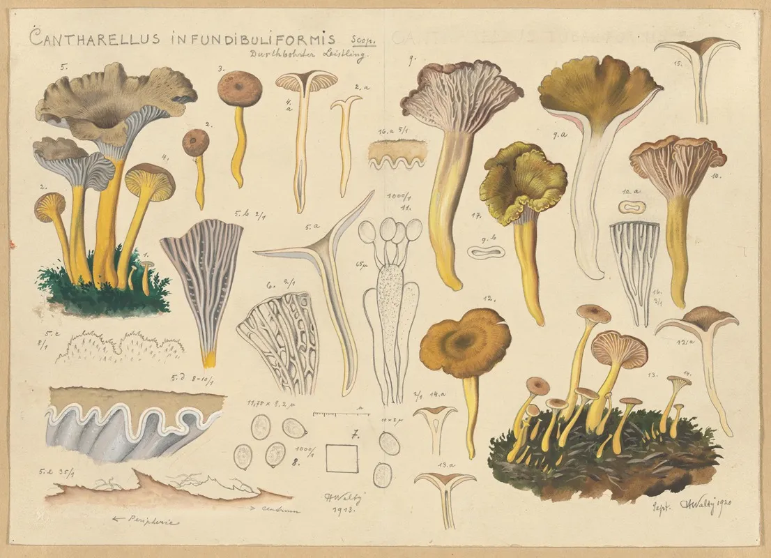 Cantharellus Infundibuliformis Scop Wall Art by Hans Walty - High-Resolution Digital Print