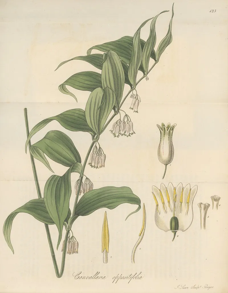 Canvallaria Oppositifolia Wall Art by William Jackson Hooker - High-Resolution Digital Print