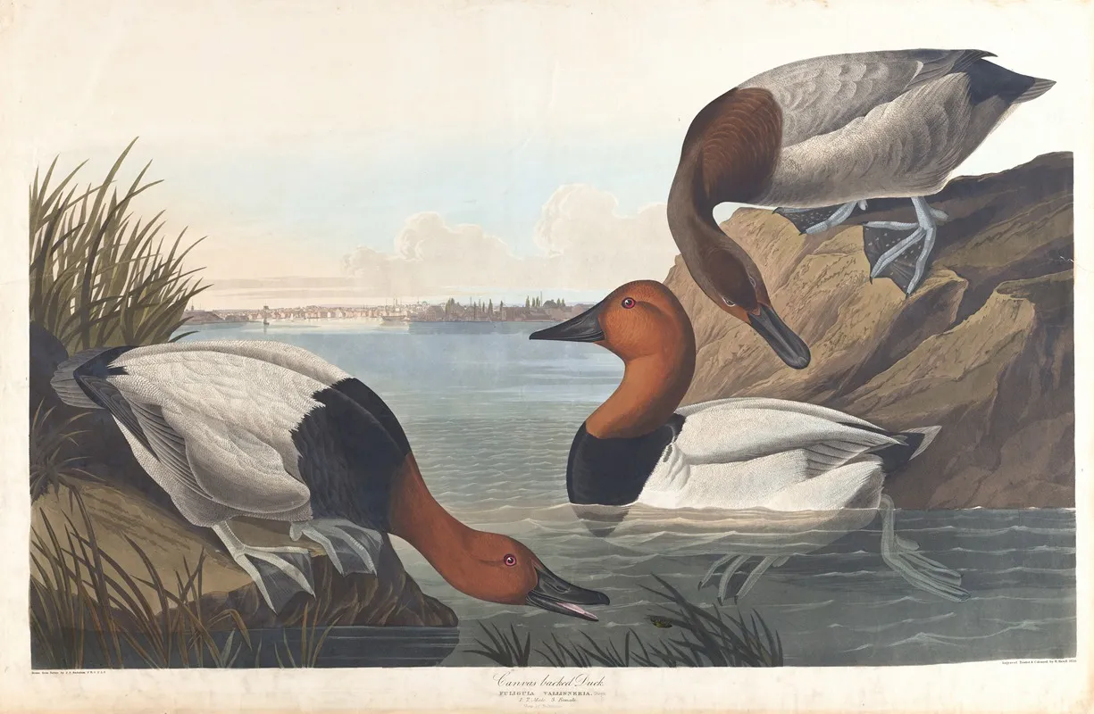 Canvas Backed Duck by John James Audubon - High-Resolution Digital Print