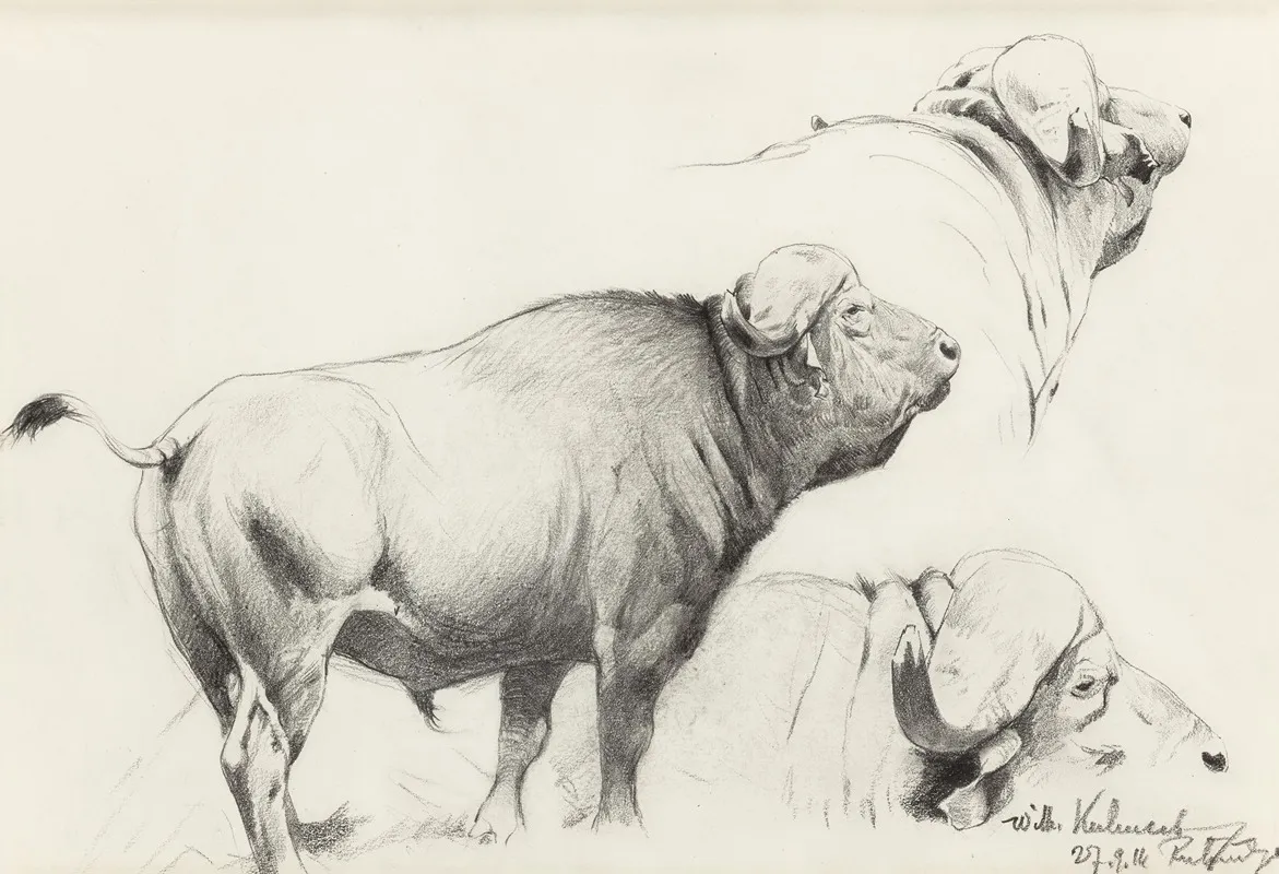 Cape Buffalo