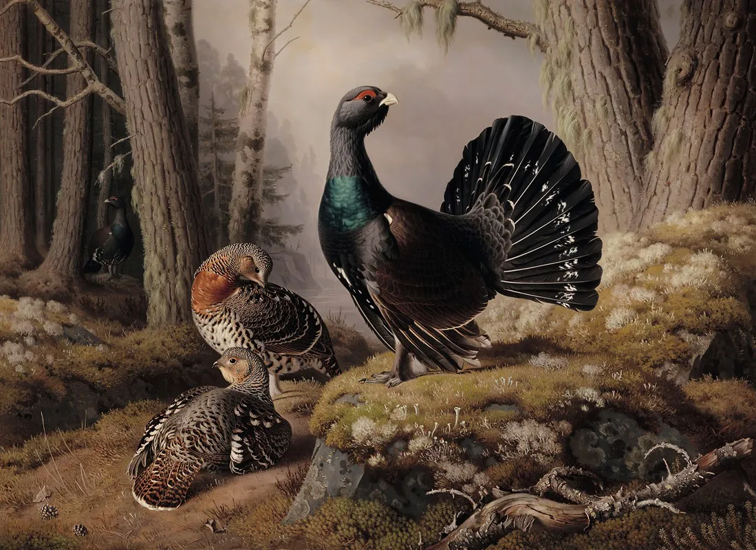 Capercaillies Courting Wall Art by Ferdinand von Wright - High-Resolution Digital Print