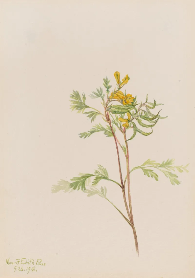 Capnoides Aureum