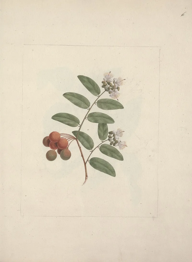 Capparis Tomentosa Lam Caper