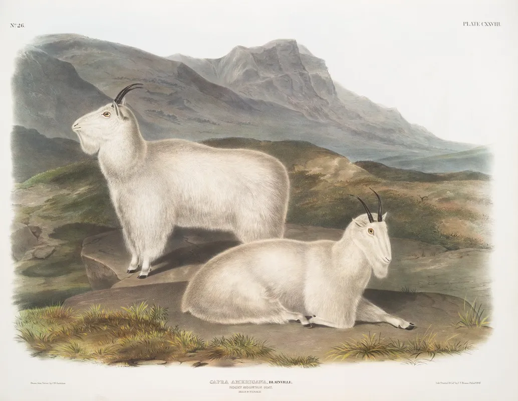 Capra Americana Rocky Mountain Goat Male Female Wall Art by John Woodhouse Audubon - High-Resolution Digital Print