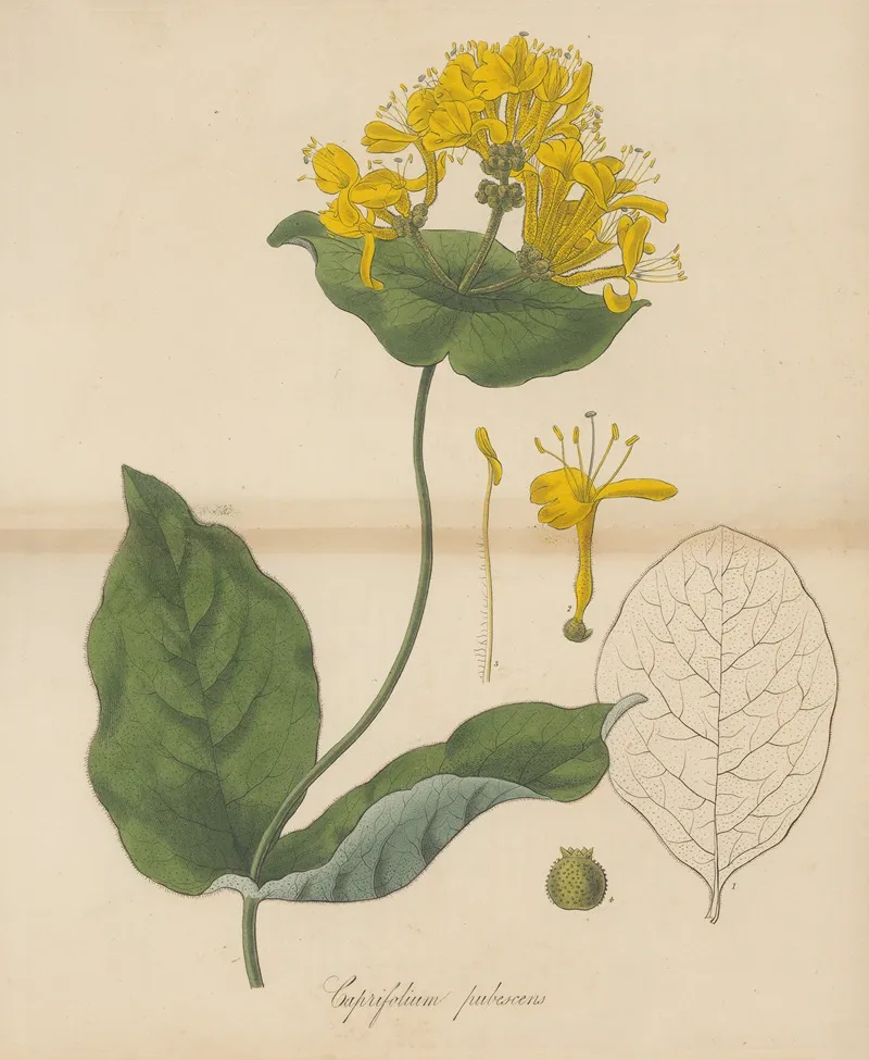 Caprifolium Pubescens Wall Art by William Jackson Hooker - High-Resolution Digital Print