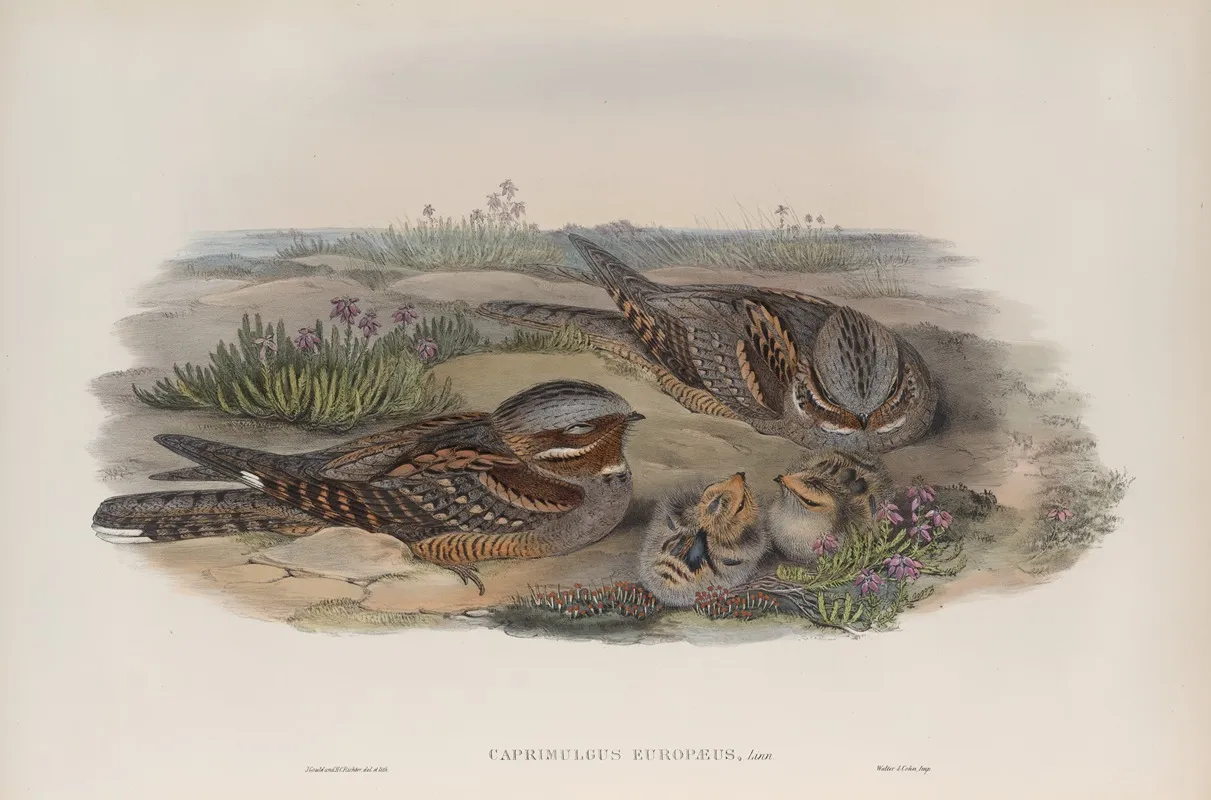 Caprimulgus Europaeus Nightjar Or Goatsucker Wall Art by John Gould - High-Resolution Digital Print