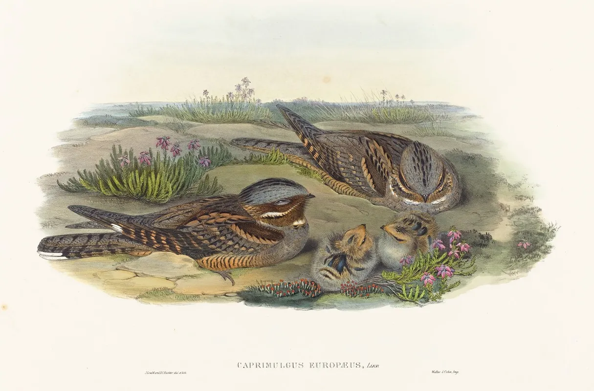Caprimulgus Europaeus Nightjar Wall Art by John Gould - High-Resolution Digital Print
