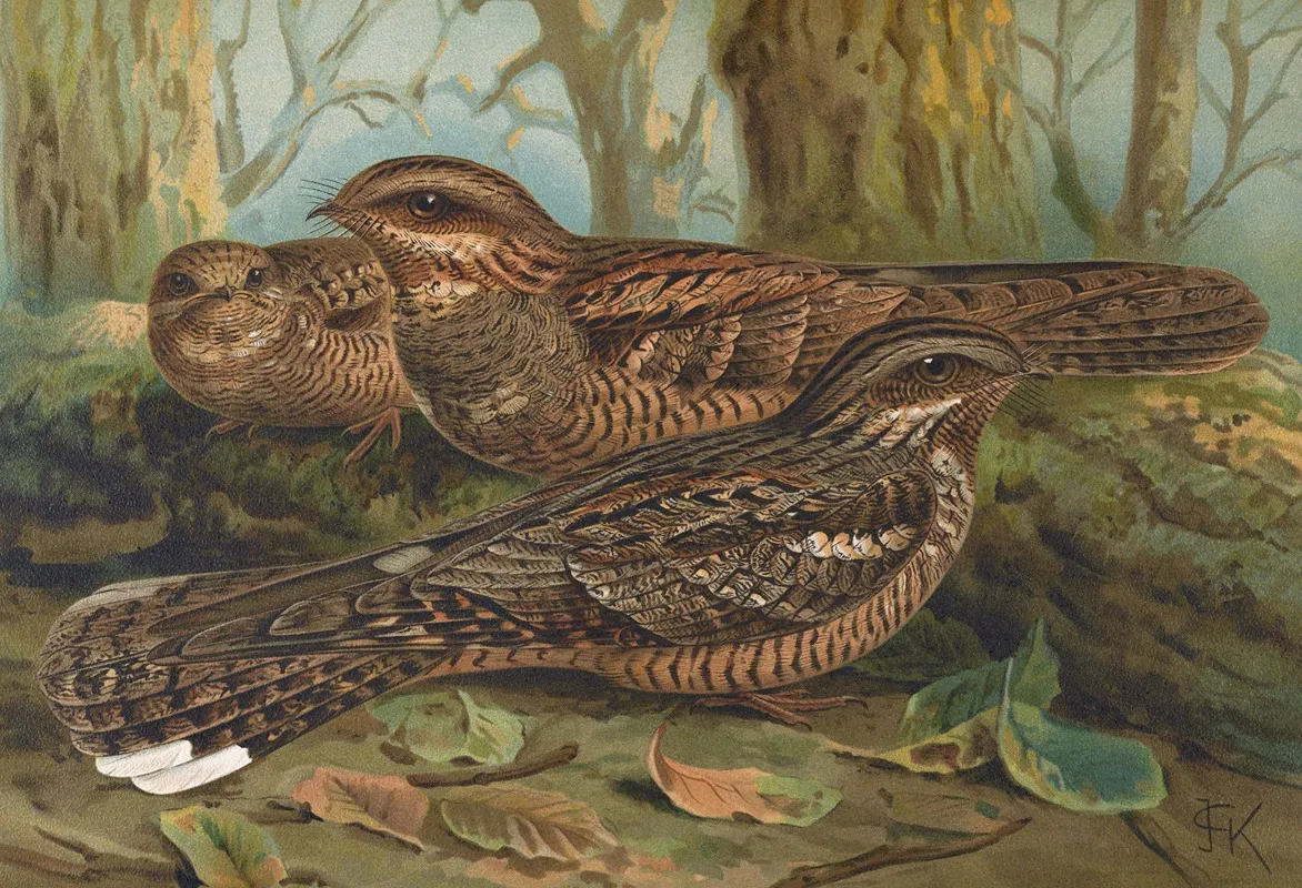 Caprimulgus Europaeus Wall Art by Johann Friedrich Naumann - High-Resolution Digital Print