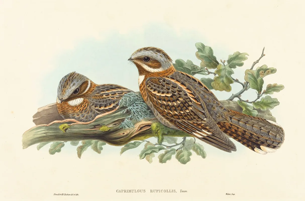 Caprimulgus Ruficollis Wall Art by John Gould - High-Resolution Digital Print