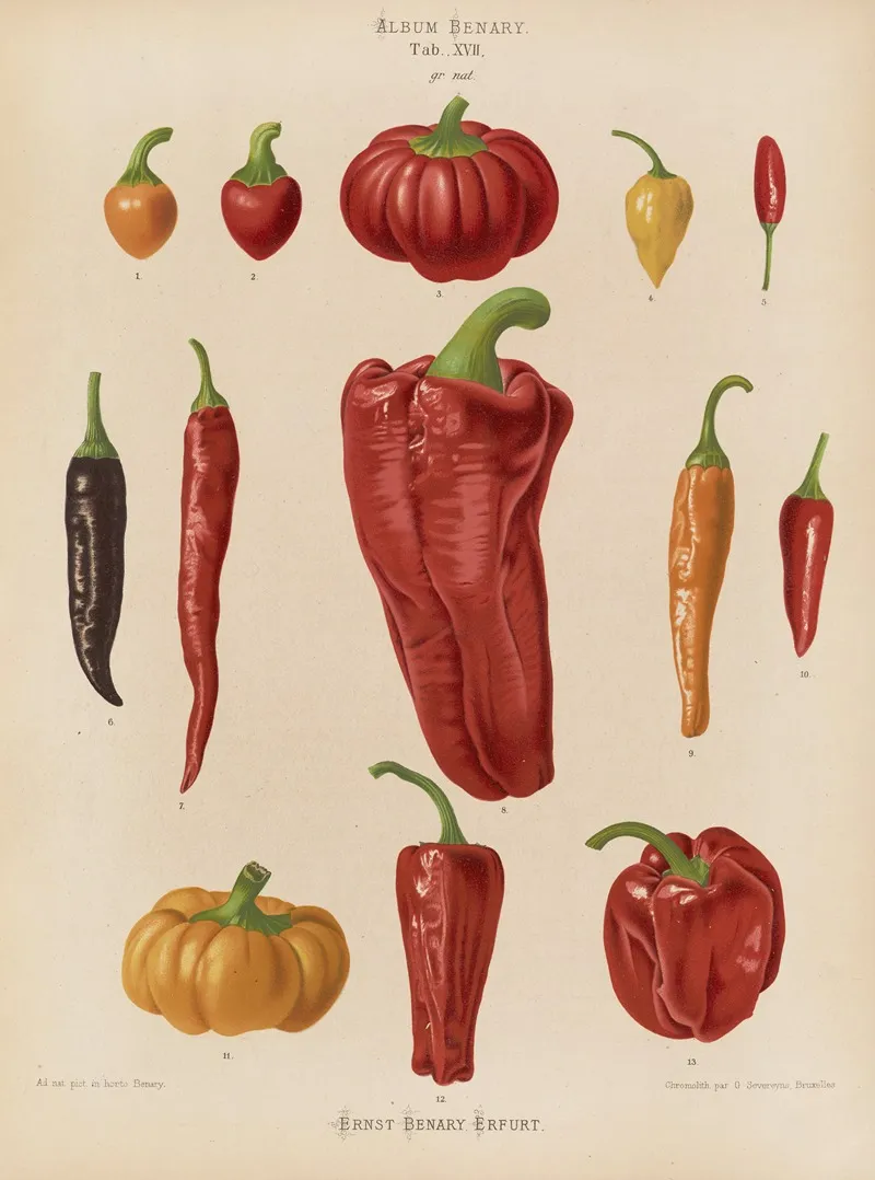 Capsicums Or Chili Peppers Wall Art by Ernst Benary - High-Resolution Digital Print