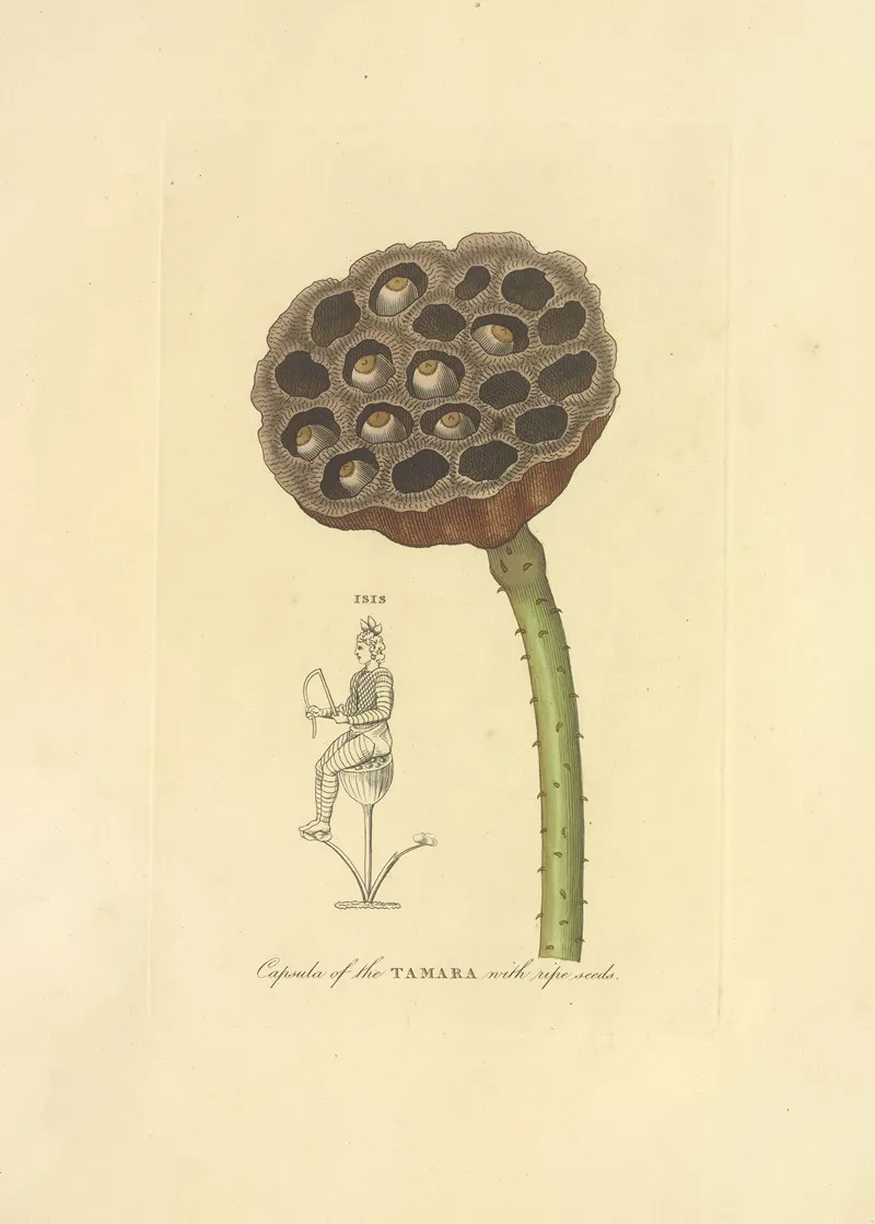 Capsula Of The Tamara With Ripe Seeds Wall Art by Richard Duppa - High-Resolution Digital Print