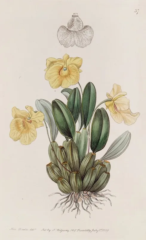 Captain Jenkinss Dendrobium Wall Art by Sydenham Edwards - High-Resolution Digital Print