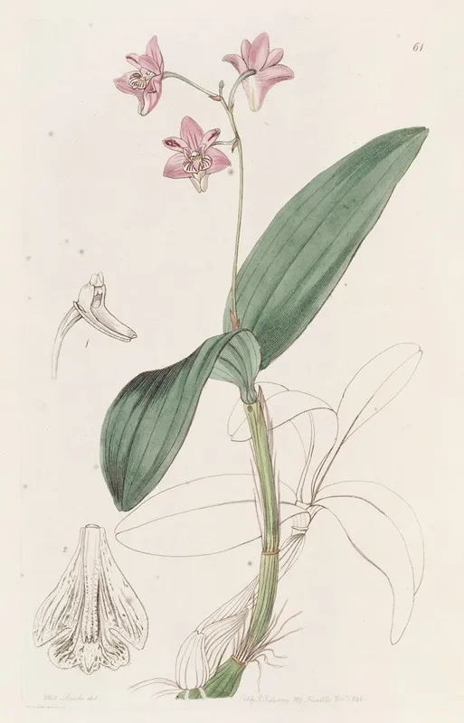 Captain Kings Dendrobium Wall Art by Sydenham Edwards - High-Resolution Digital Print