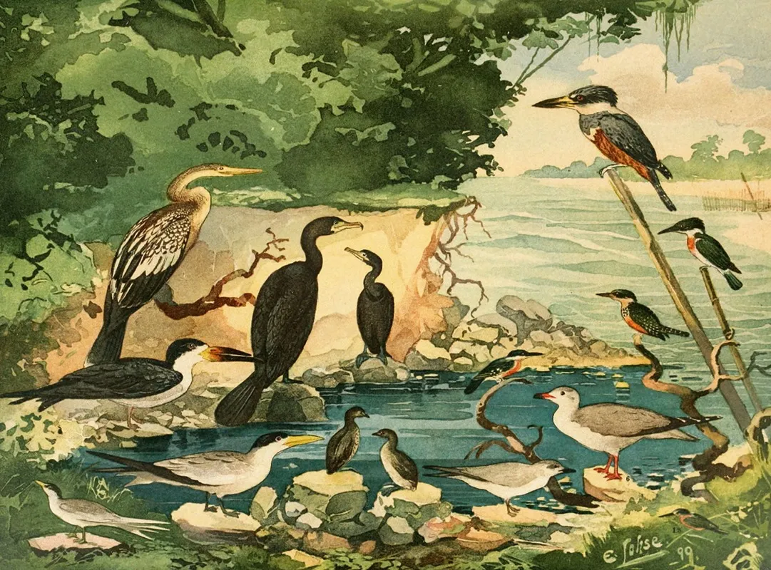 Carara Mergulhoes Gaivotas Trinta Reis Arirambas Wall Art by Emil August Göldi - High-Resolution Digital Print