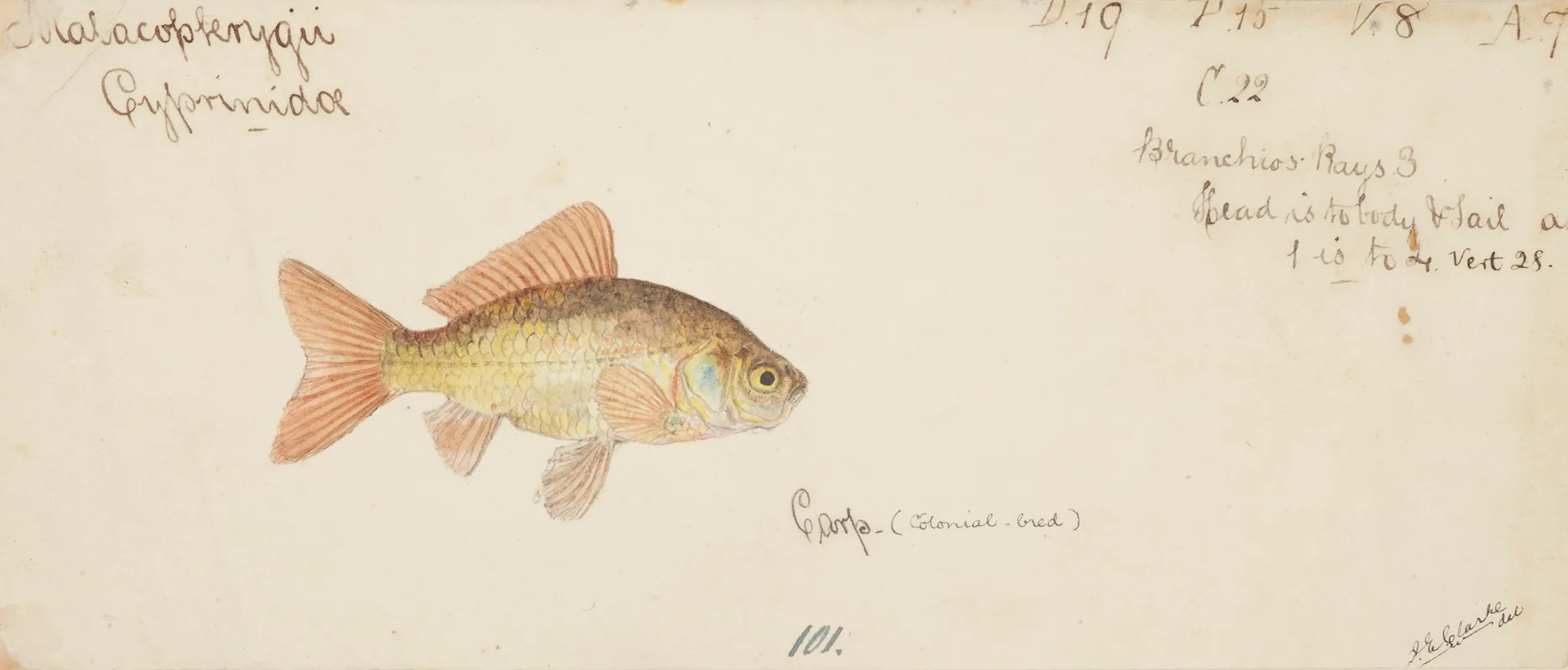 Carassius Auratus Goldfish