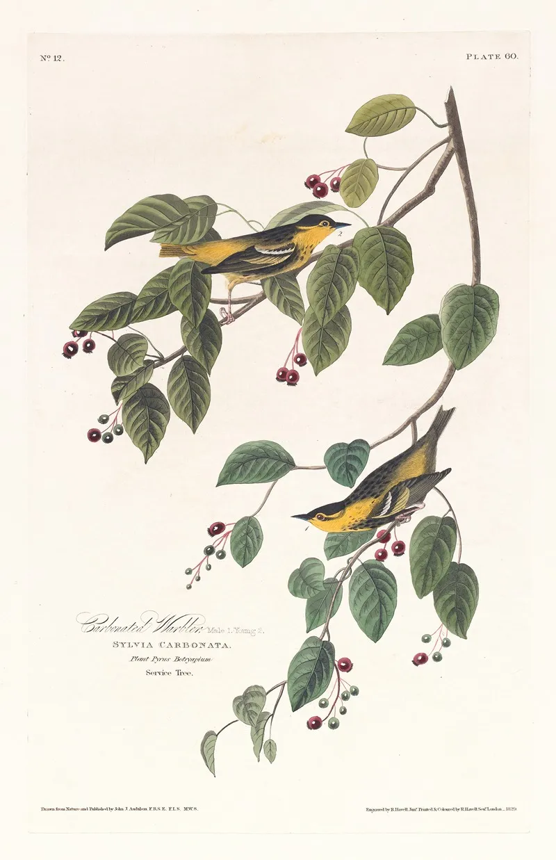 Carbonated Warbler Wall Art by John James Audubon - High-Resolution Digital Print