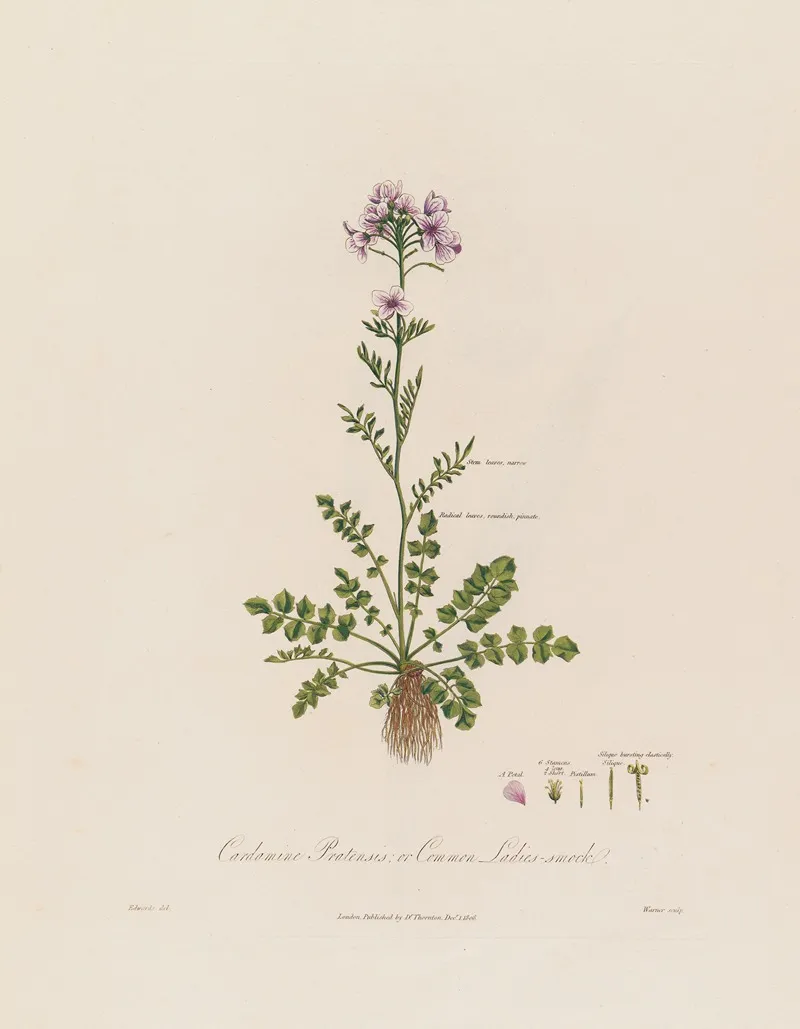 Cardamine Pratensis Or Common Ladies Smock Wall Art by Robert John Thornton - High-Resolution Digital Print
