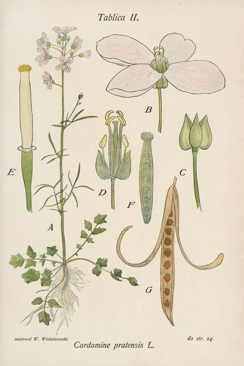 Cardamine Pratensis Wall Art by Józef Rostafiński - High-Resolution Digital Print
