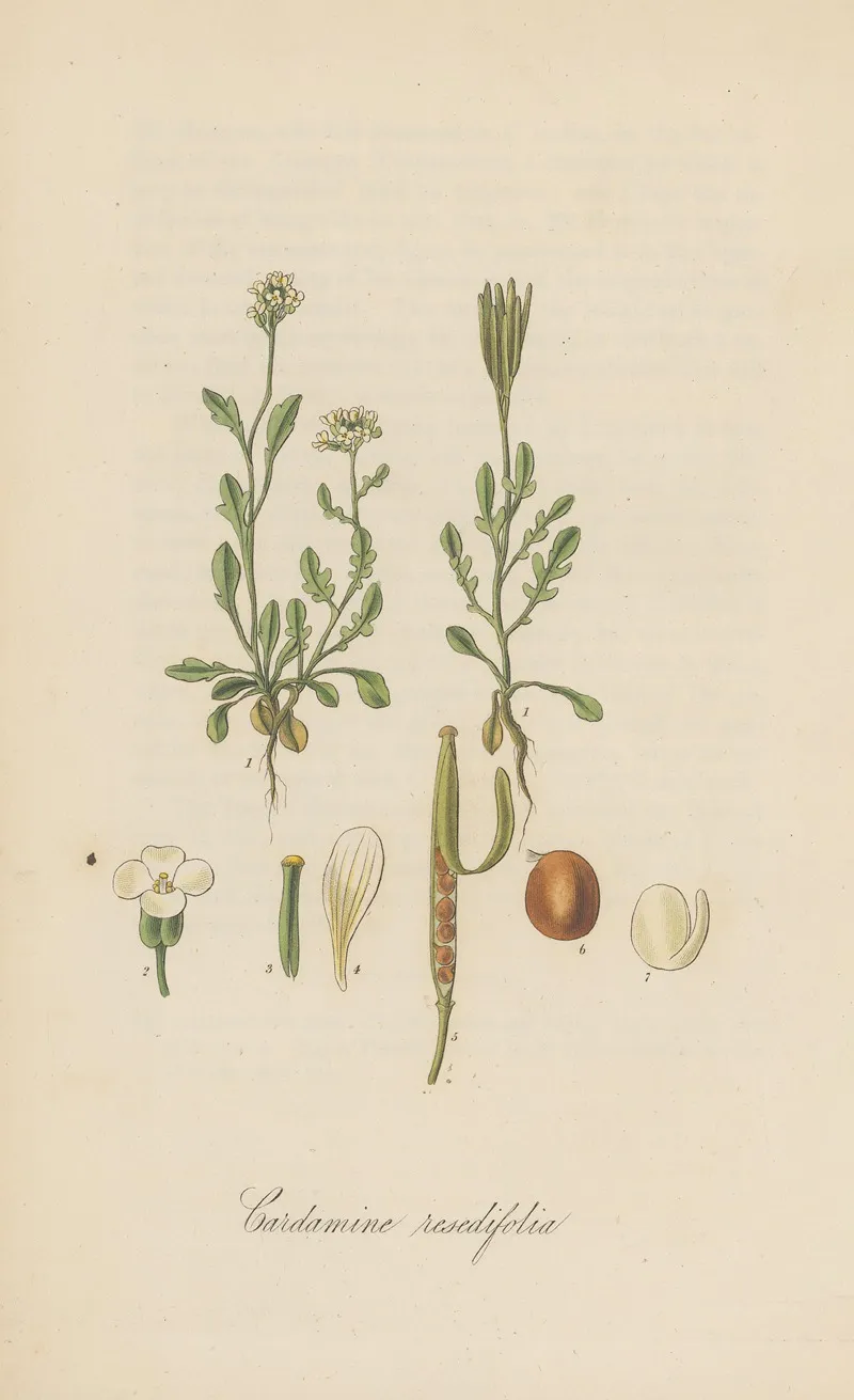 Cardamine Resedifolia Wall Art by William Jackson Hooker - High-Resolution Digital Print