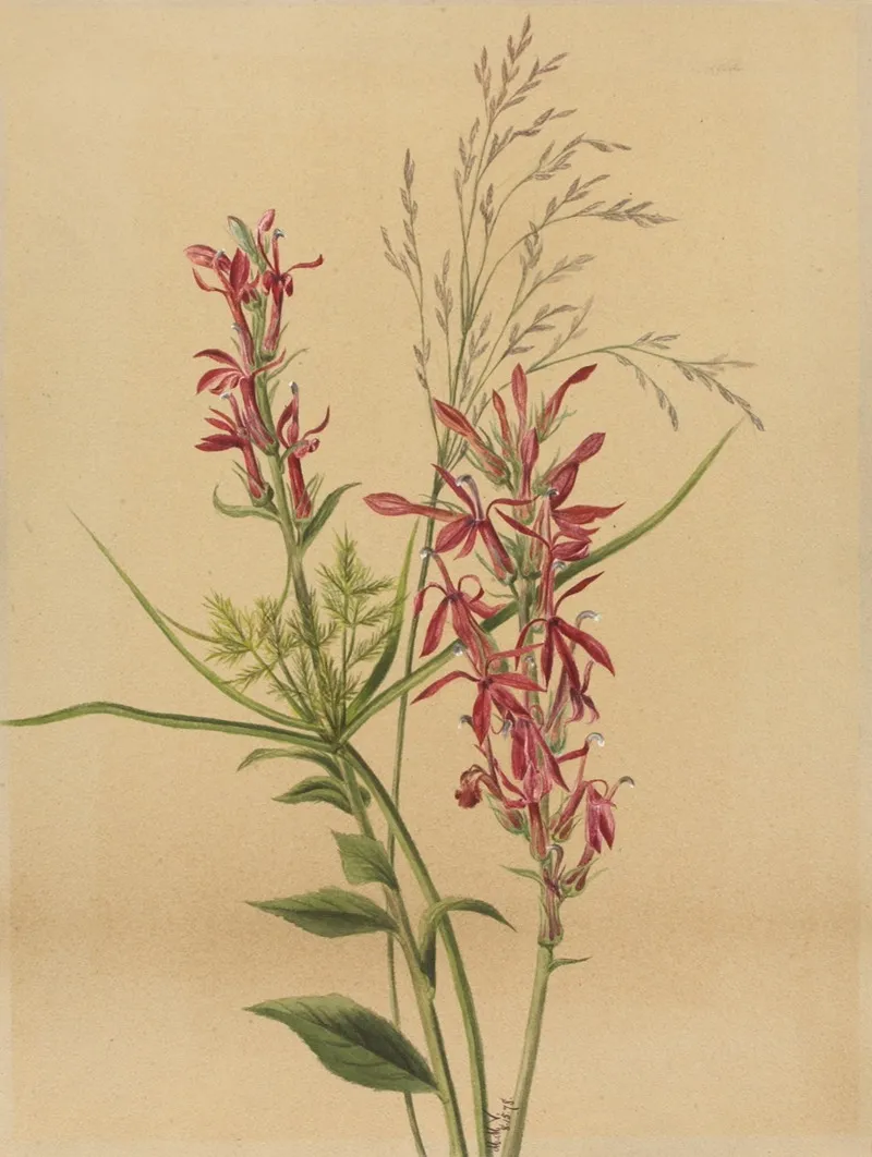 Cardinal Flower Lobelia Cardinalis 2