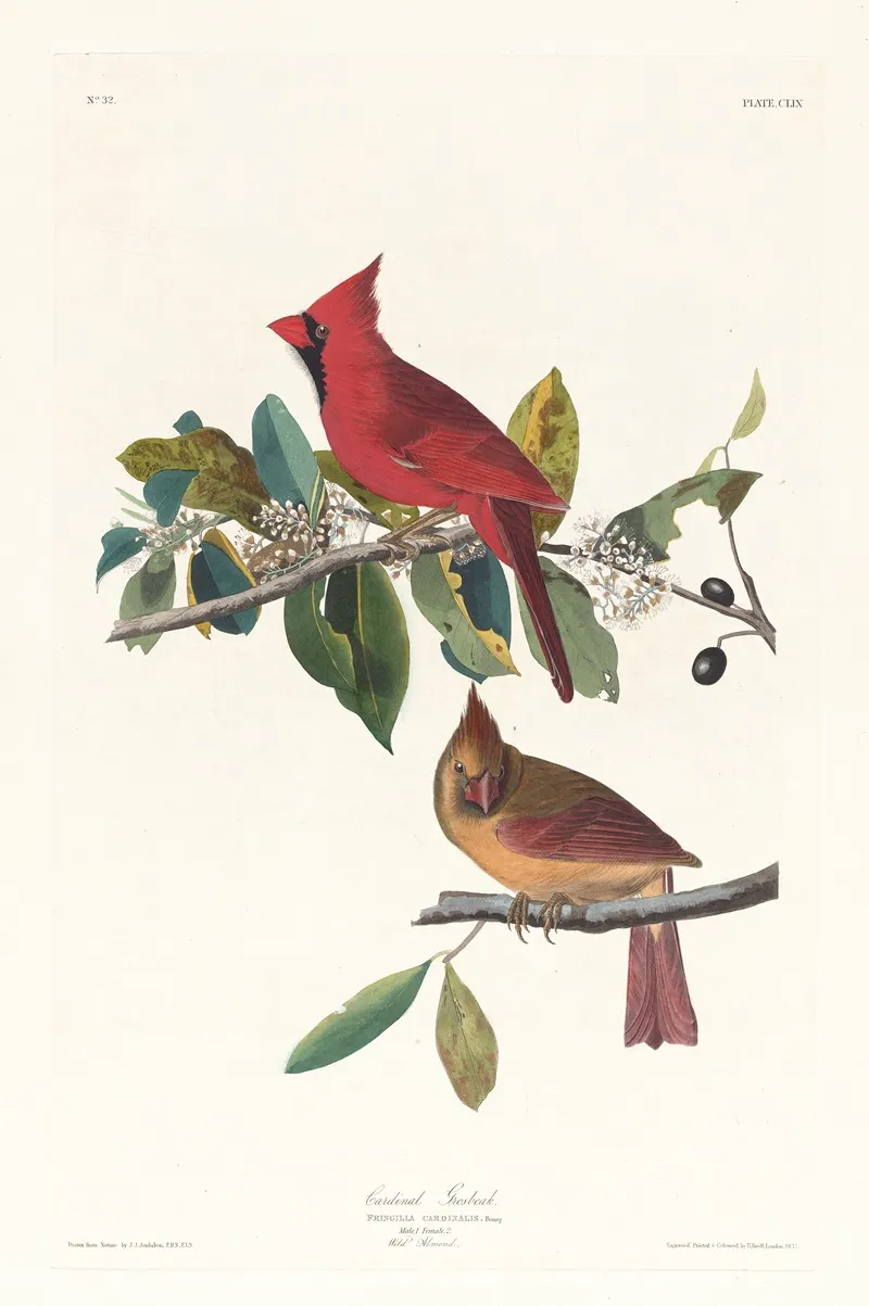 Cardinal Grosbeak Wall Art by John James Audubon - High-Resolution Digital Print