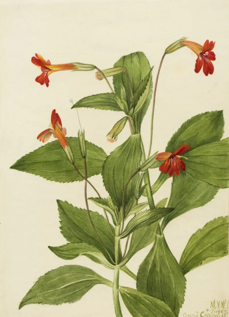 Cardinal Monkey Flower Mimulus Cardinalis