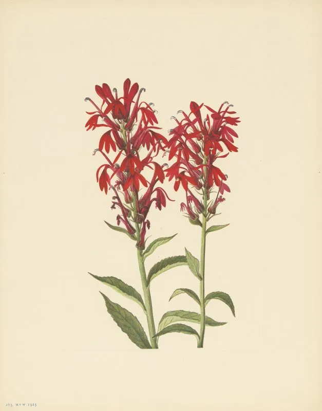 Cardinalflower Lobelia Cardinalis 2