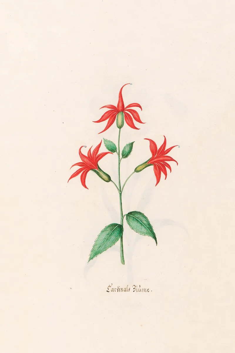 Cardinals Blume Wall Art by Magdelena Rosina Funck - High-Resolution Digital Print