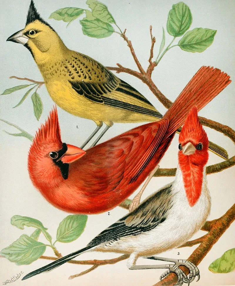 Cardinalsvirginian Nightingale Wall Art by W. A . Blakston - High-Resolution Digital Print