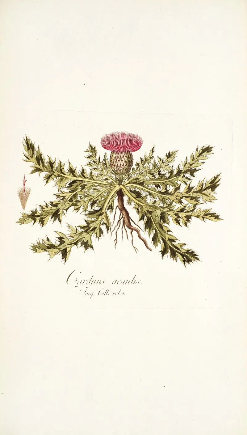 Carduus Acaulis Wall Art by Nikolaus Joseph Freiherr von Jacquin - High-Resolution Digital Print