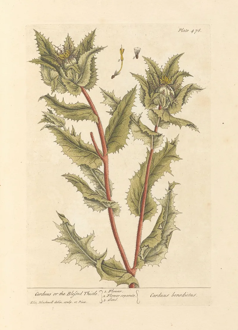 Carduus Or The Blessed Thistle Wall Art by Elizabeth Blackwell - High-Resolution Digital Print