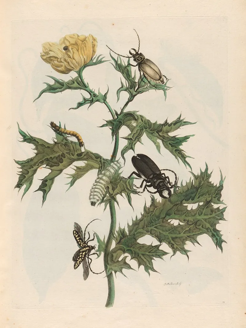 Carduus Spinosus 2