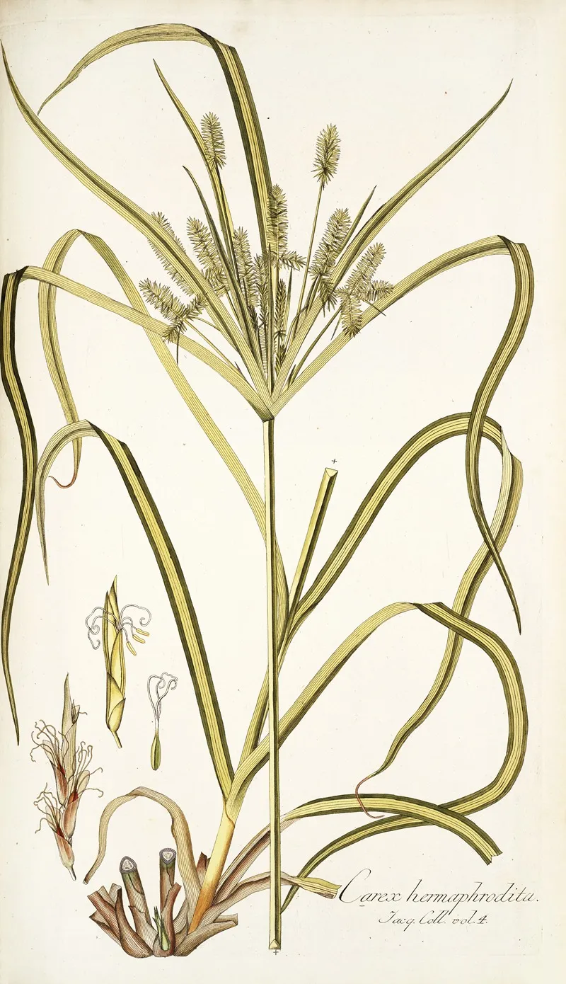 Carex Hermaphrodita Wall Art by Nikolaus Joseph Freiherr von Jacquin - High-Resolution Digital Print