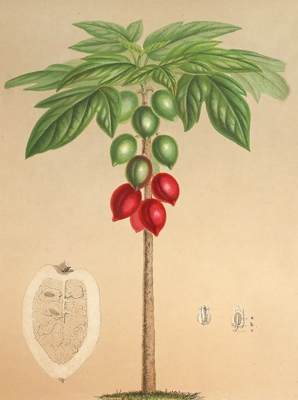 Carica Erythrocarpa Wall Art by Charles Antoine Lemaire - High-Resolution Digital Print
