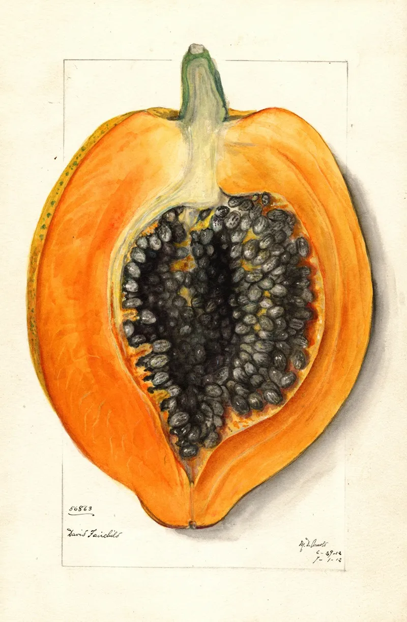 Carica Papaya 2 Wall Art by Mary Daisy Arnold - High-Resolution Digital Print