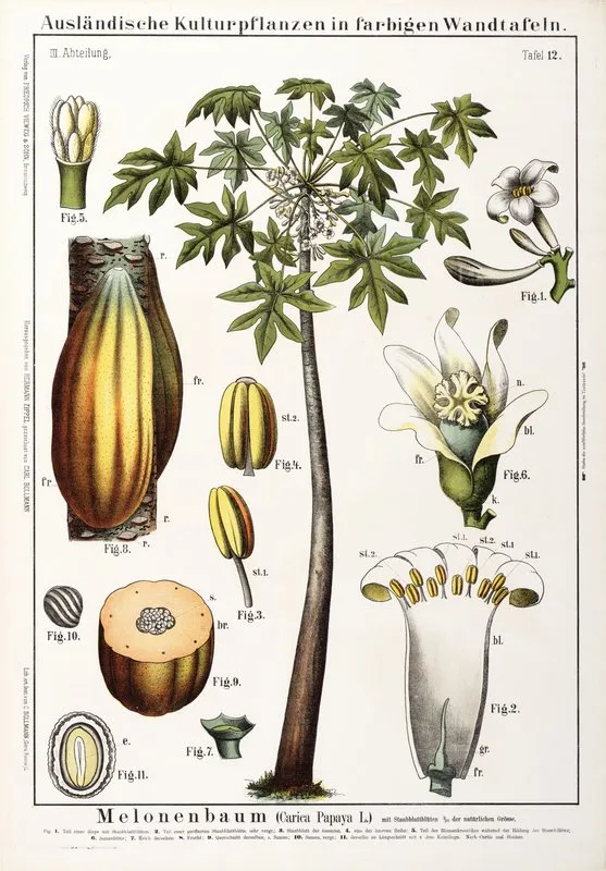 Carica Papaya Papaja Wall Art by Hermann Zippel - High-Resolution Digital Print