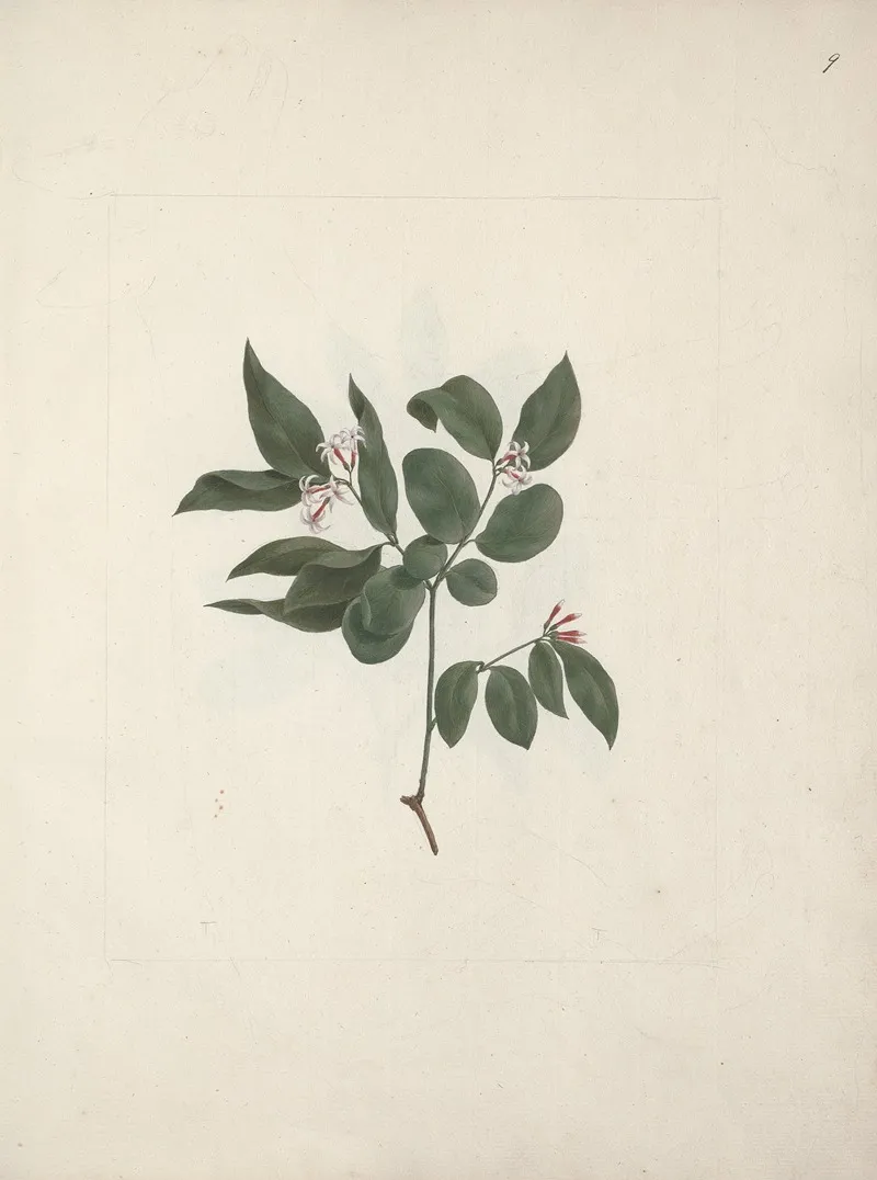 Carissa Edulis Forssk Vahl