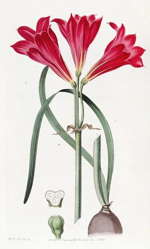 Carmine Amaryllis Wall Art by Sydenham Edwards - High-Resolution Digital Print