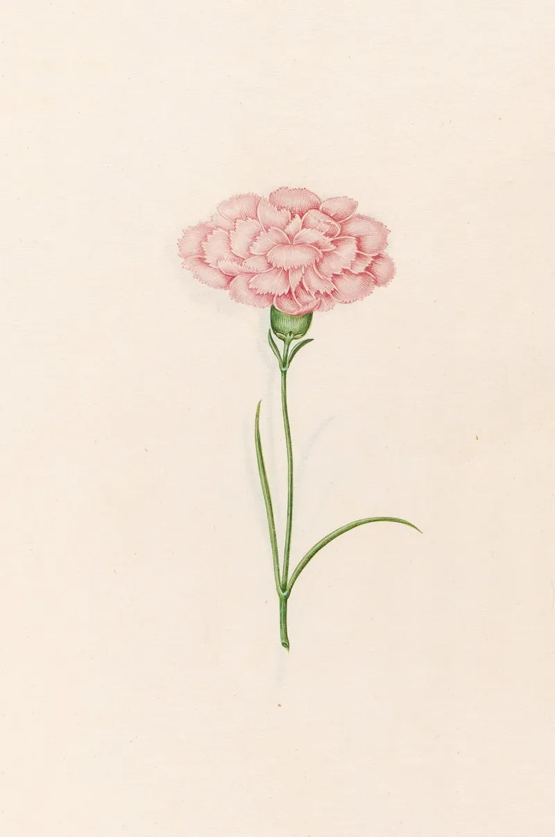 Carnation 10 Wall Art by Magdelena Rosina Funck - High-Resolution Digital Print