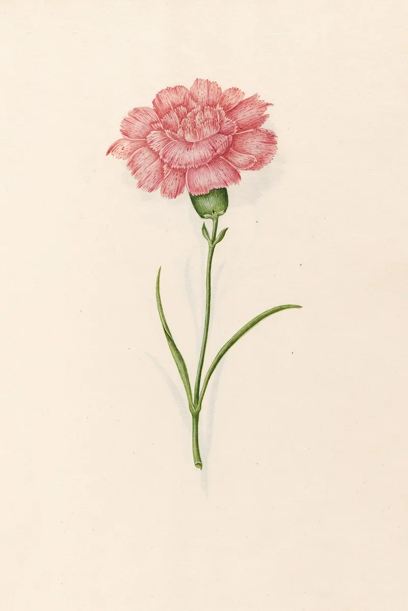Carnation 13 Wall Art by Magdelena Rosina Funck - High-Resolution Digital Print