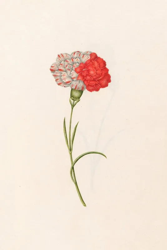 Carnation 16 Wall Art by Magdelena Rosina Funck - High-Resolution Digital Print